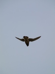 SX28409 Kestrel (Falco tinnunculus).jpg